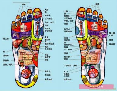 脚内侧神经跳吉凶 脚内侧疼痛部位图解